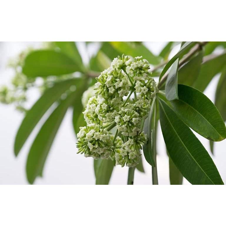 Cây Hoa Sữa Giống