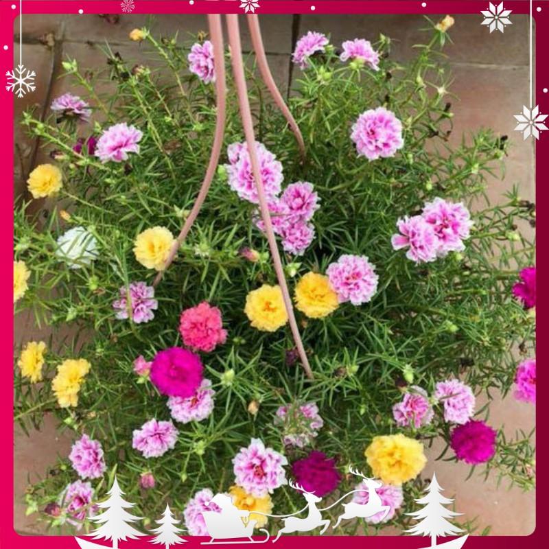 Hat Giống Hoa 10h, Hoa Mười Giờ Mỹ Portulaca - gói 0.3gr/200hạt