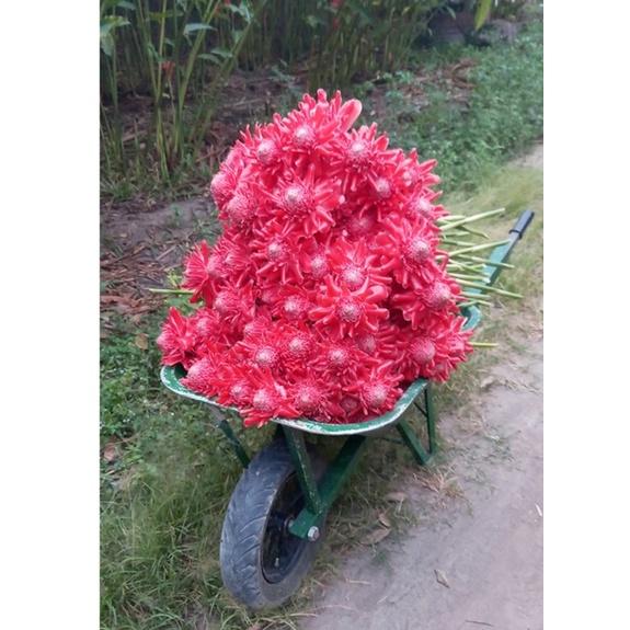 Củ giống cây hoa sen đa lộc