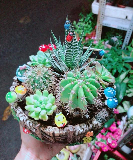 Chậu Xương Rồng Tiểu Cảnh