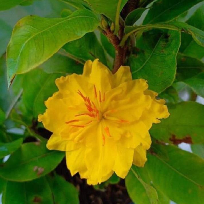 COMBO 2 BẦU CÂY GIỐNG MAI VÀNG CÁNH KÉP