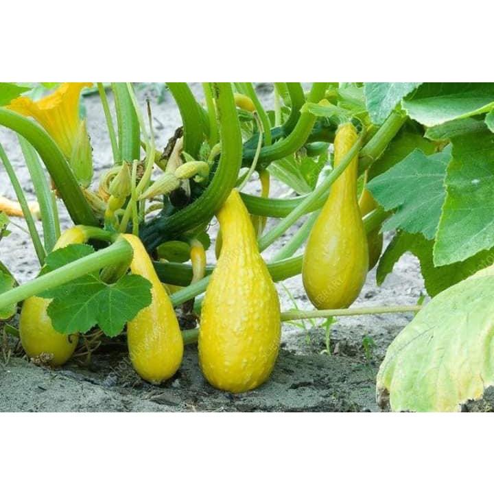 Hạt giống bí thiên nga F1 KNS338 - Gói 5 hạt