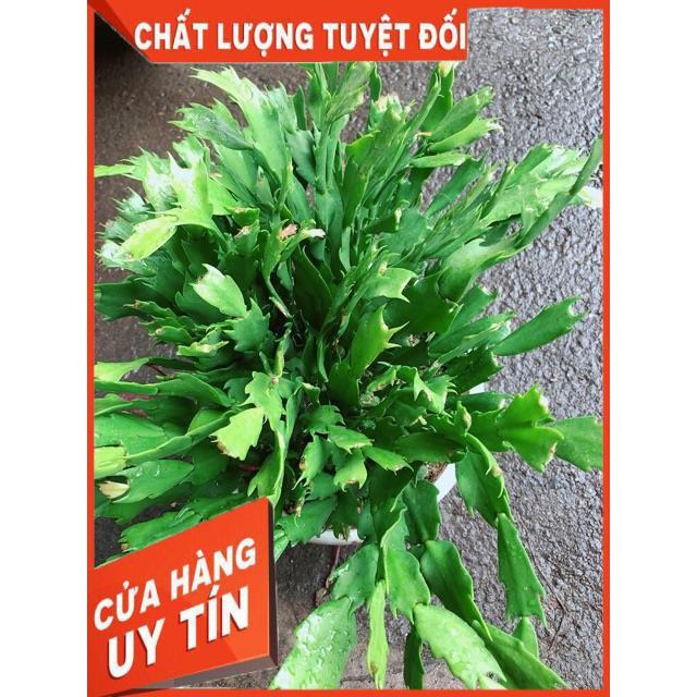 Chậu Hoa Quỳnh