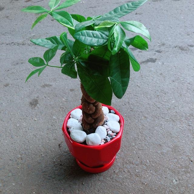 Chậu Cây Kim Ngân Thắt Bính 3 Thân