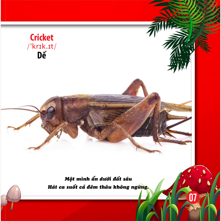 Song Ngữ Anh - Việt CBKPTGXQ - Côn Trùng