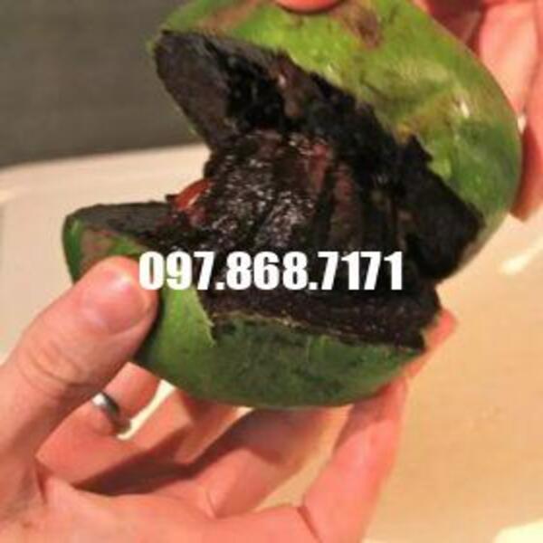 CÂY HỒNG SOCOLA