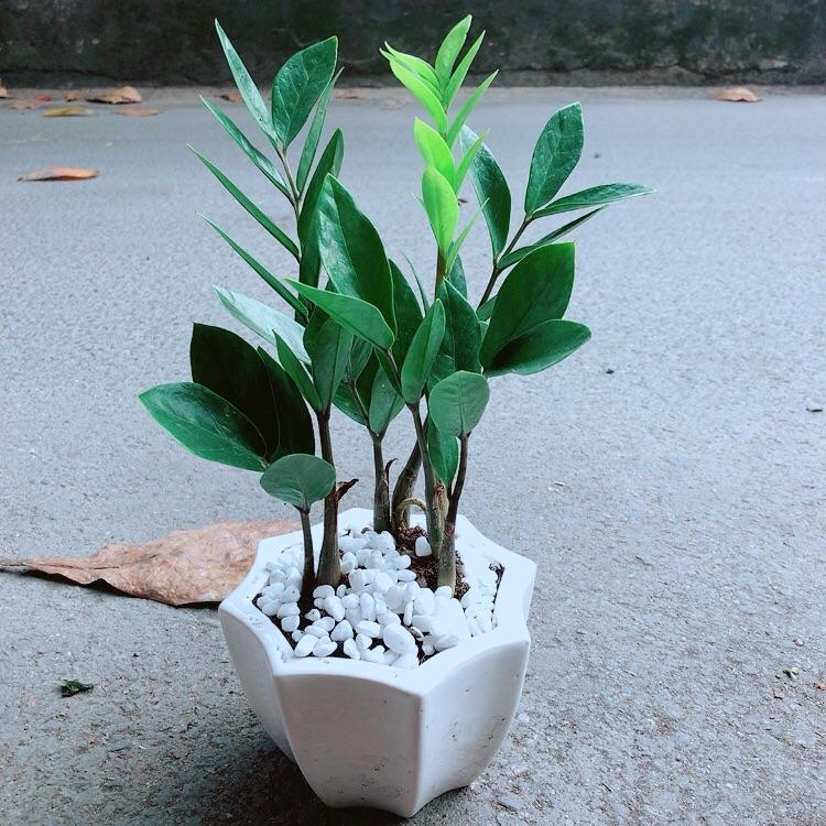 Chậu Cây Kim Tiền Thái