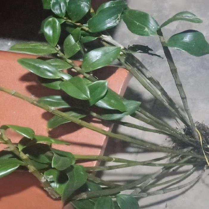 Hoa lan kiều tím- kiều thuỷ tiên