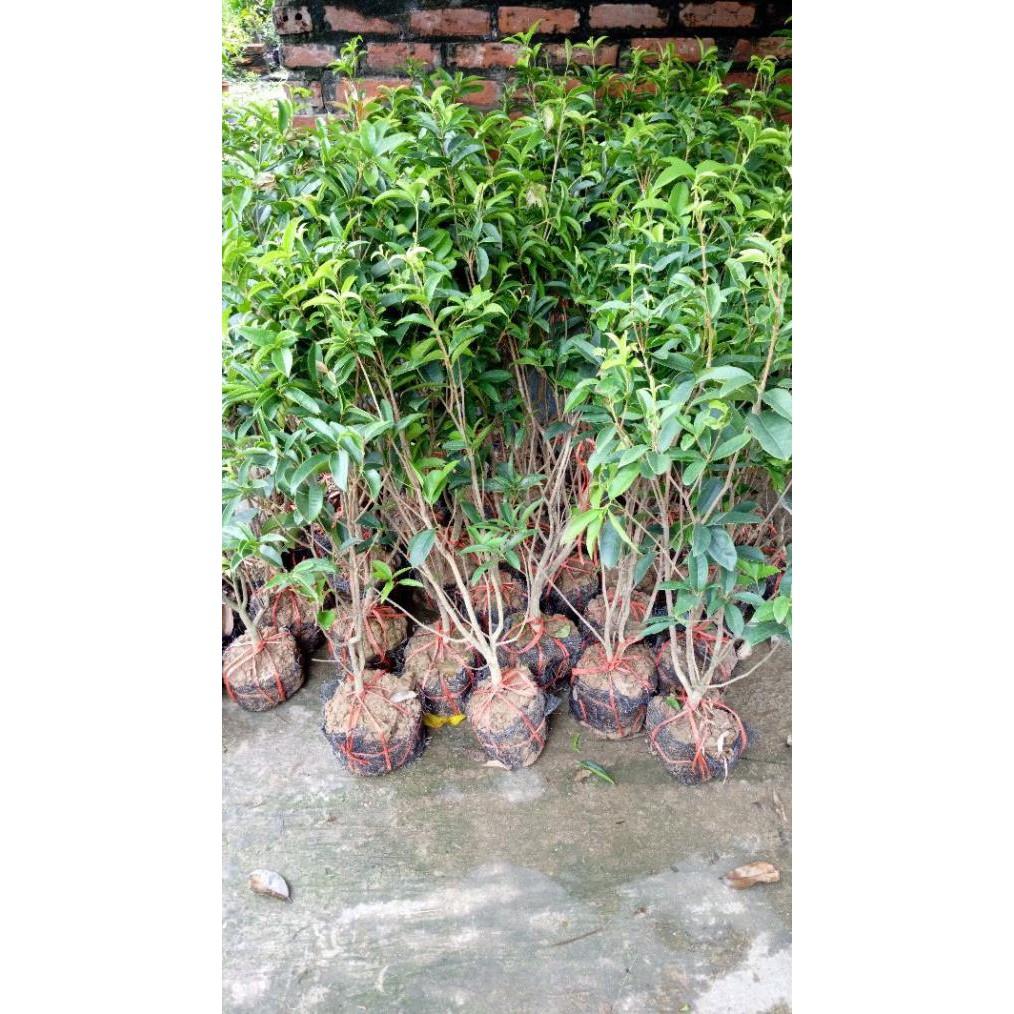 Cây hoa mộc hương