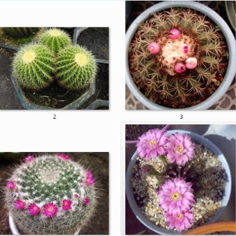 Hạt giống cây hoa xương rồng mix