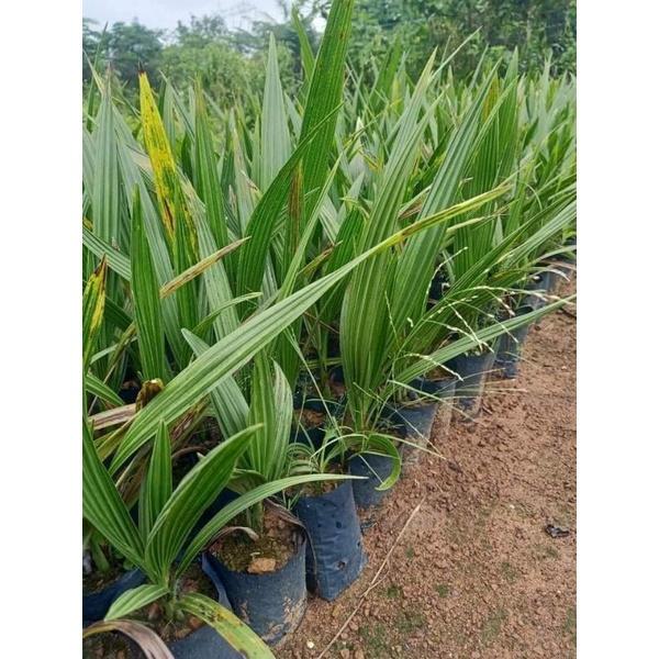 CÂY GIỐNG CHÀ LÀ ĂN QUẢ