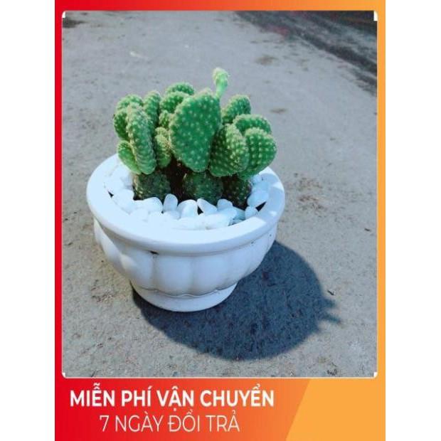Chậu Xương Rồng Tai Thỏ