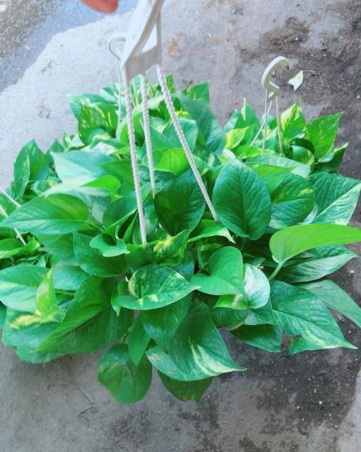 Chậu Trầu Bà Thái Size Đại