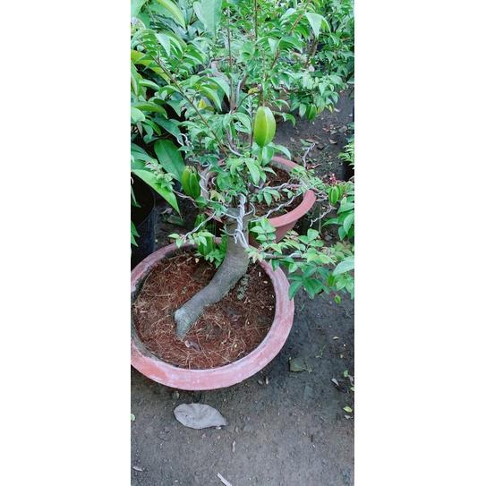 Chậu Khế Bonsai