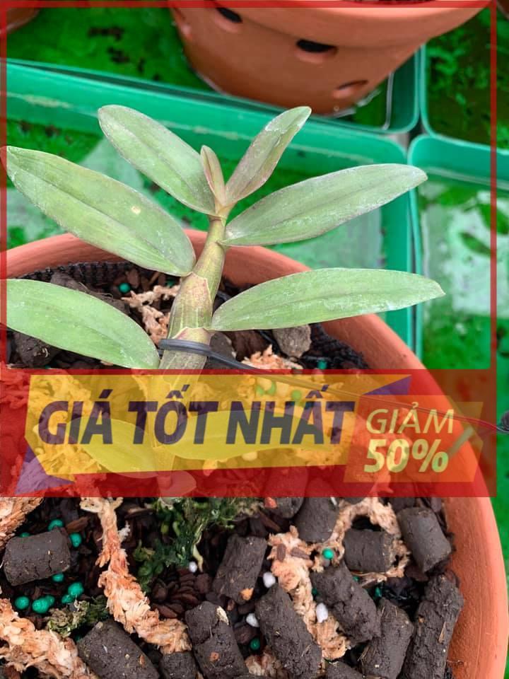 Phi điệp đột biến HỒNG MỸ NHÂN UY TÍN CHẤT LƯỢNG