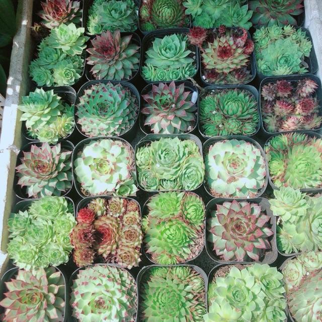 Sen Đá Đồng Giá 40k/c