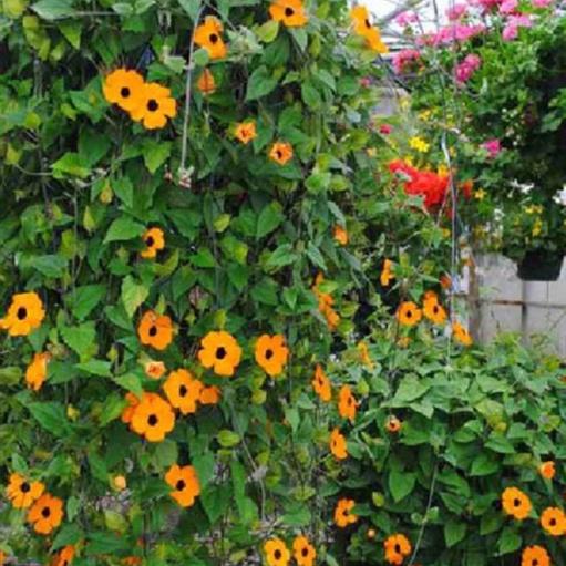 Hạt giống hoa ánh dương mix màu-gói 5 hạt