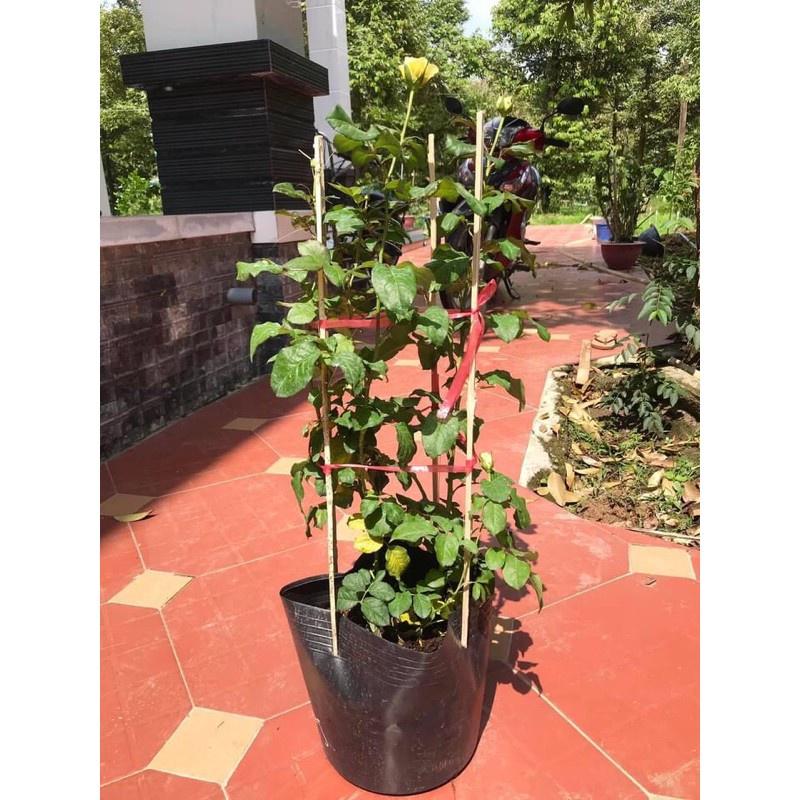 Hoa hồng Catalina Rose màu vàng- bầu to cây lớn trưởng thành