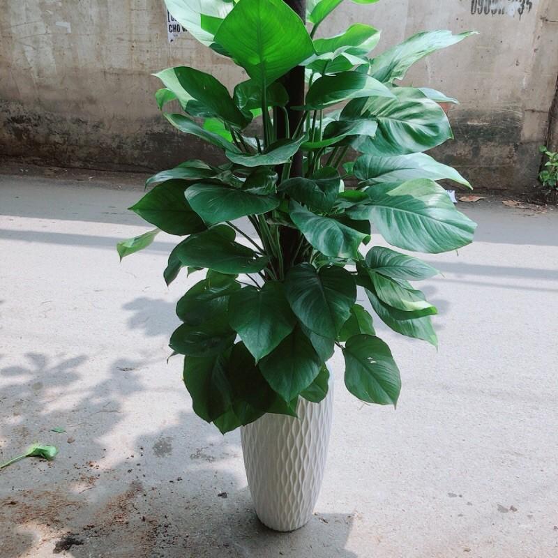 Chậu Cây Trầu Bà Leo