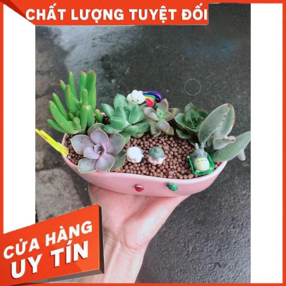 Chậu sen đá tiểu cảnh 18