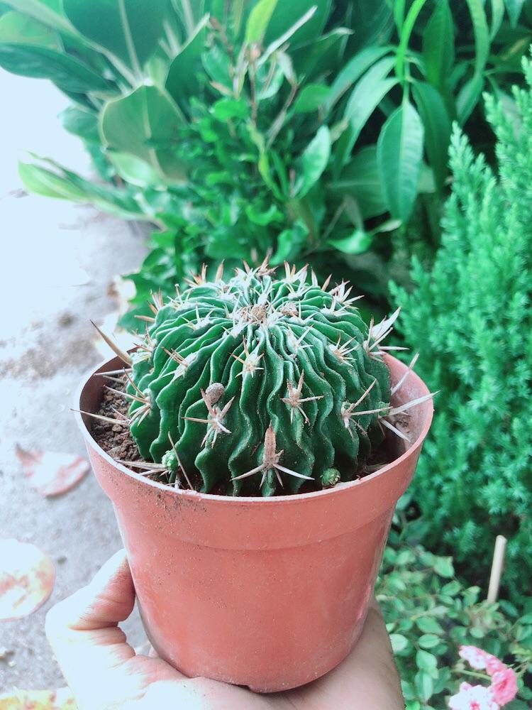 Xương Rồng Trúc Ngọc