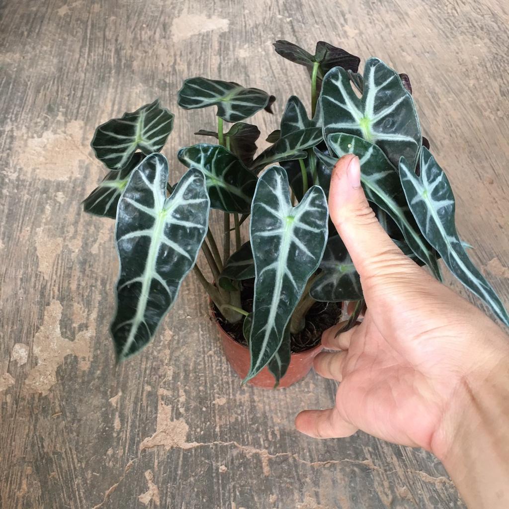 Cây Môn Tím Để Bàn,Trang Trí Phòng