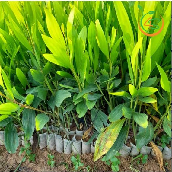 Cây giống Keo Lá Tràm