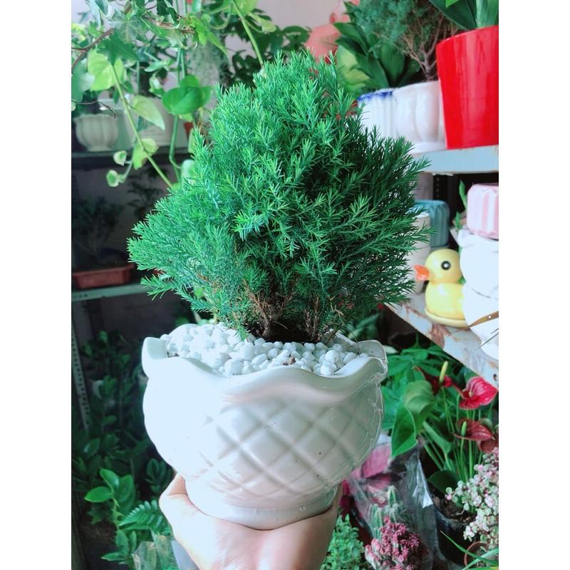 Chậu Tùng Bồng Lai