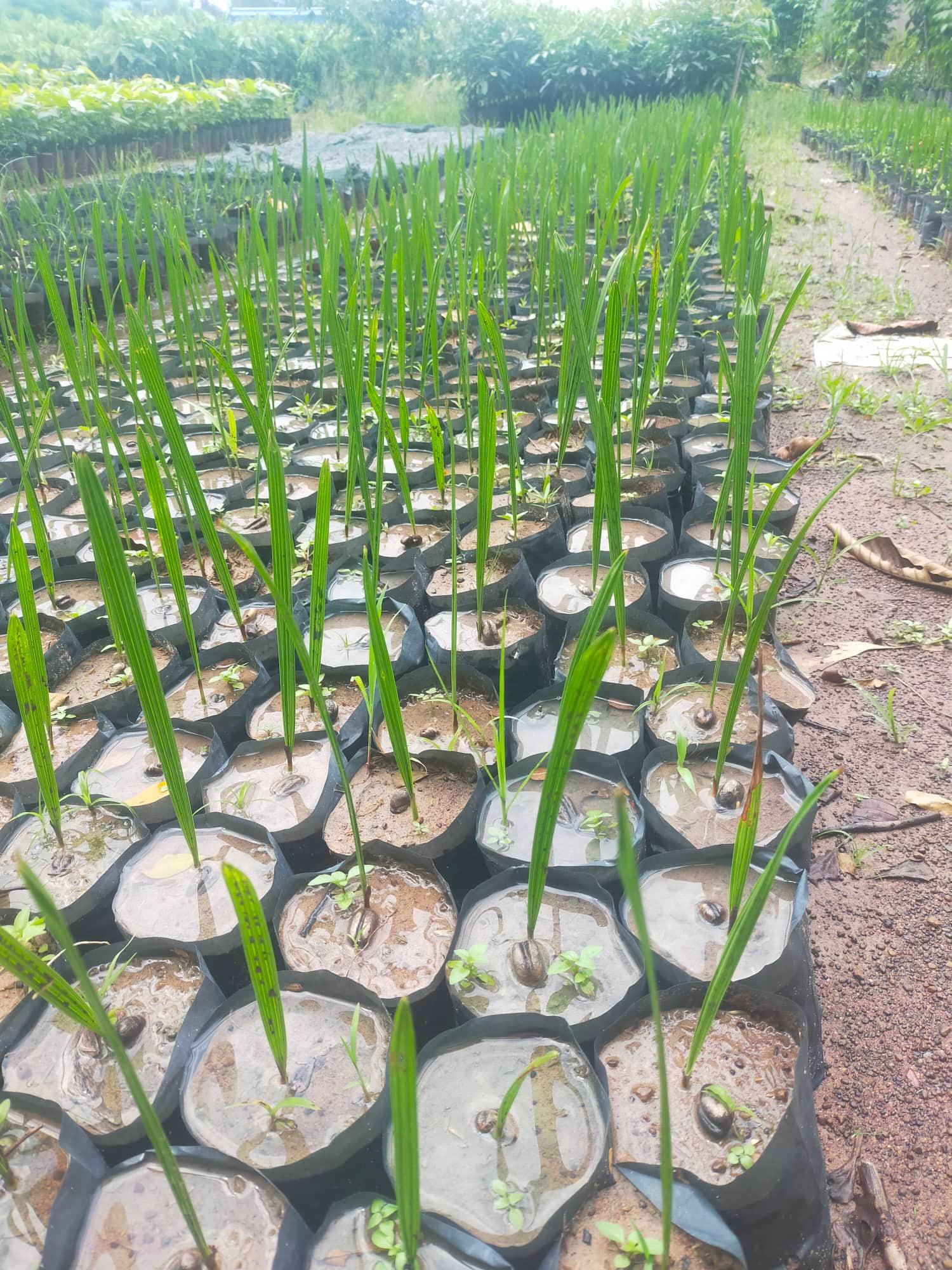 Hạt giống chà là cảnh, chà là công trình - gói 280 hạt