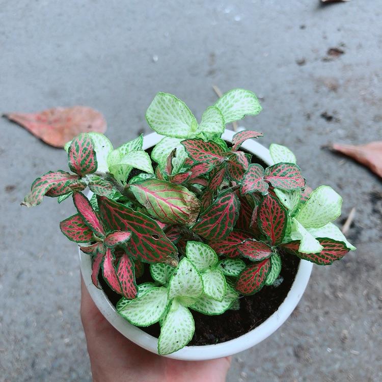 Combo 2 Chậu Cây Cẩm Nhung