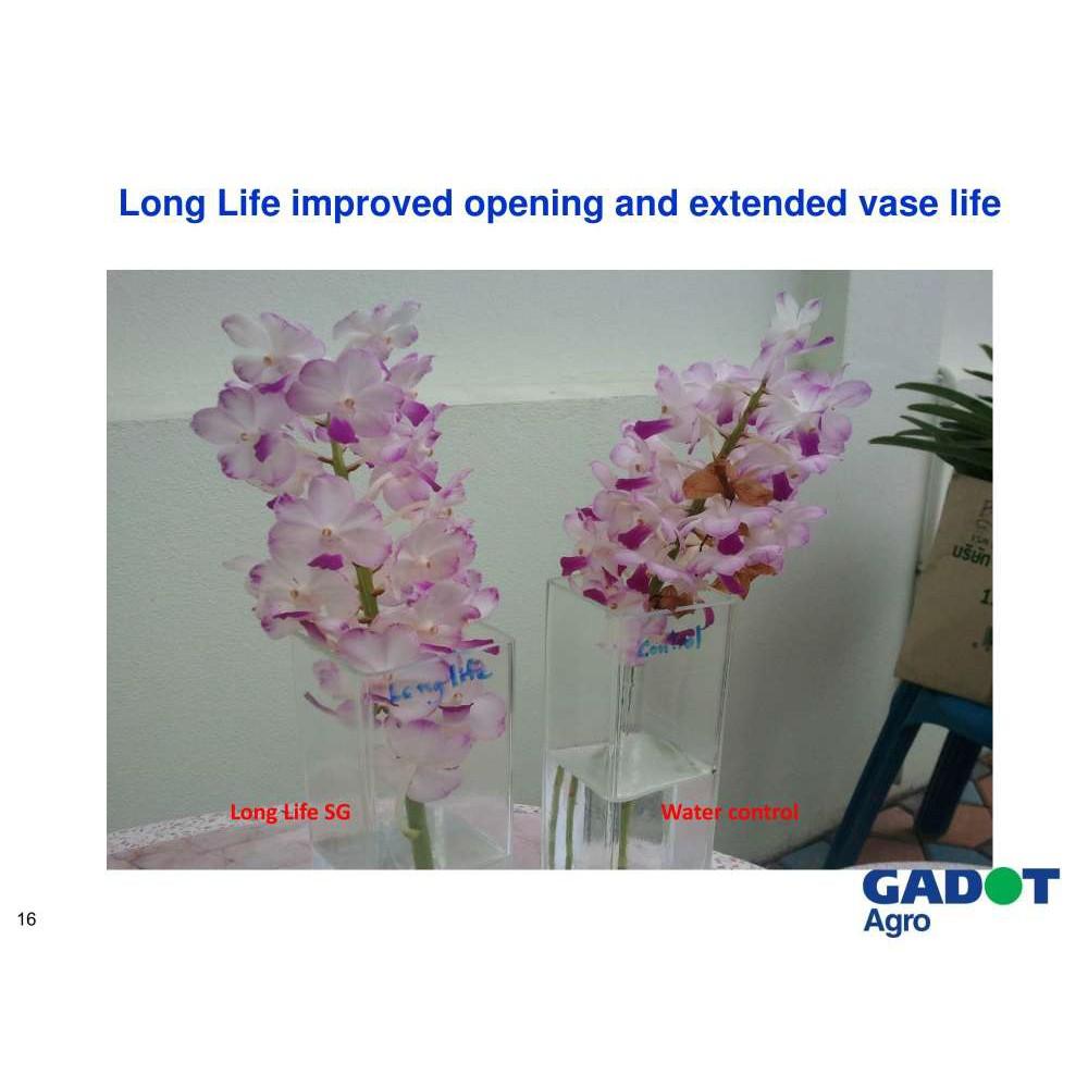 BỘT DƯỠNG HOA TƯƠI LÂU Combo 10 hộp hiệu Long life Israel - dành cho người chơi hoa