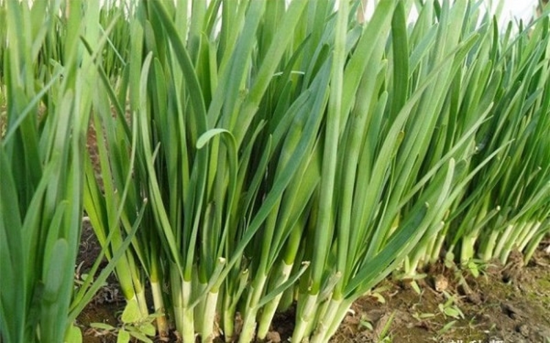 Gói 10g Hạt giống cây hẹ lá - hạt giống chất lượng tốt, năng suất cao, dễ trồng dễ chăm sóc