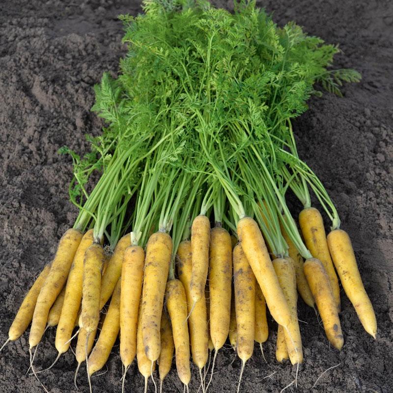 Hạt giống củ cà rốt vàng, đóng gói 5gr