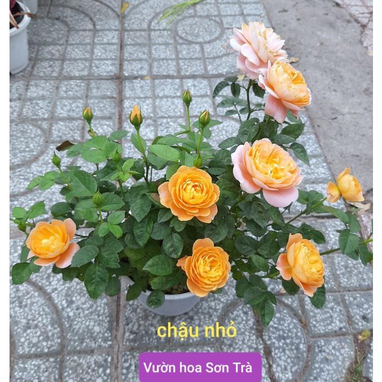 Chậu HOA HỒNG TEZZA CAM CÁ HỒI, đang hoa