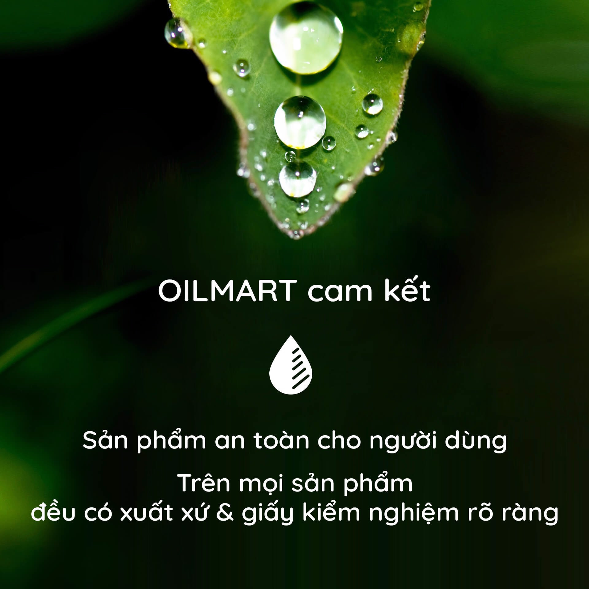 Tinh dầu Sả tươi / Sả Java Oilmart xông phòng, dễ ngủ, khử mùi, thanh lọc không khí - Citronella