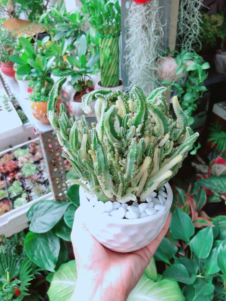 Chậu Cây Xương Rồng Thanh Sơn