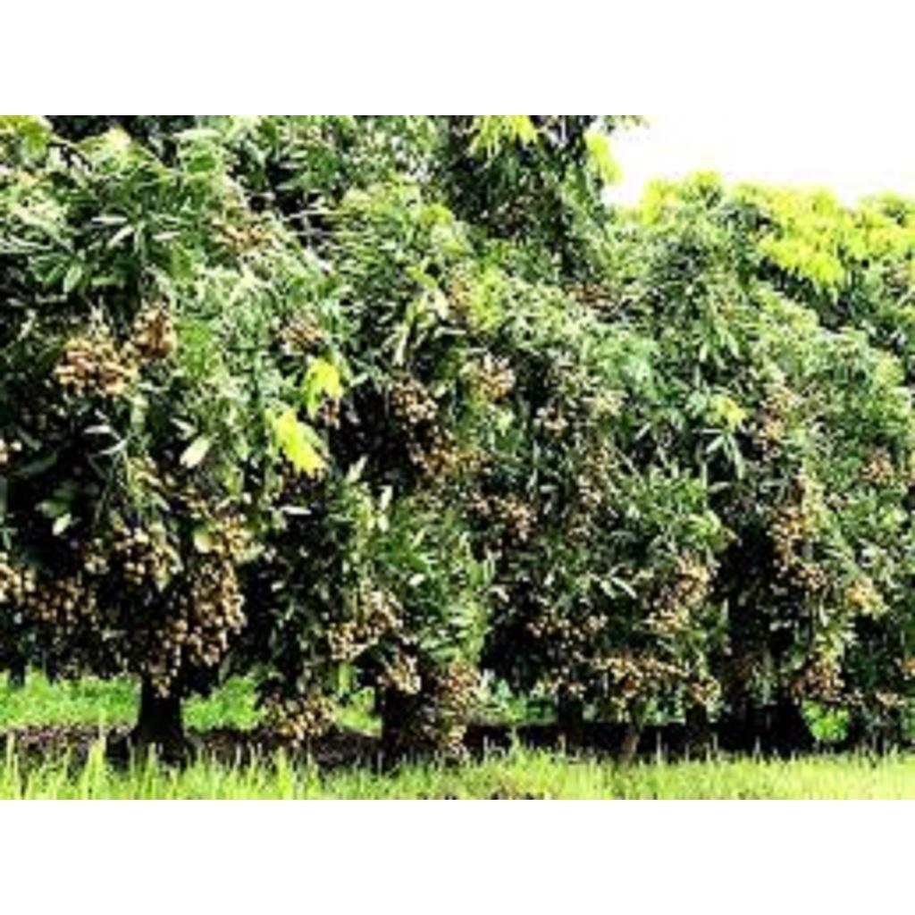 CÂY GIỐNG NHÃN CÙI VÂN