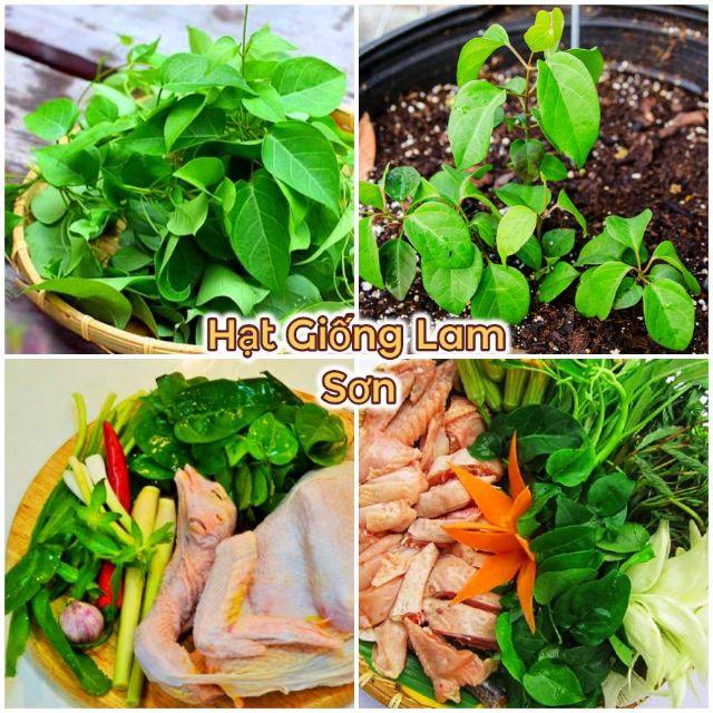 HẠT GIỐNG LÁ GIANG ( RAU CÓ VỊ CHUA ) - Món Ăn Lừng Danh &quot; LẨU GÀ LÁ GIANG &quot;.