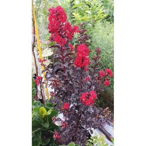 CÂY GIỐNG TƯỜNG VY ĐỎ ĐẬM, HOA ĐỎ LÁ ĐỎ RED HOT,CAM KẾT GIỐNG CHUẨN LOẠI 1 - CGHTVDDL1RH