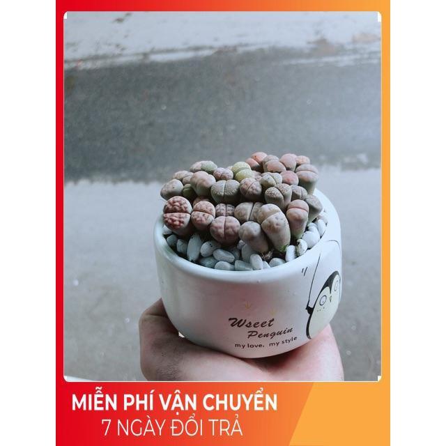 Chậu Cây Thạch Lan