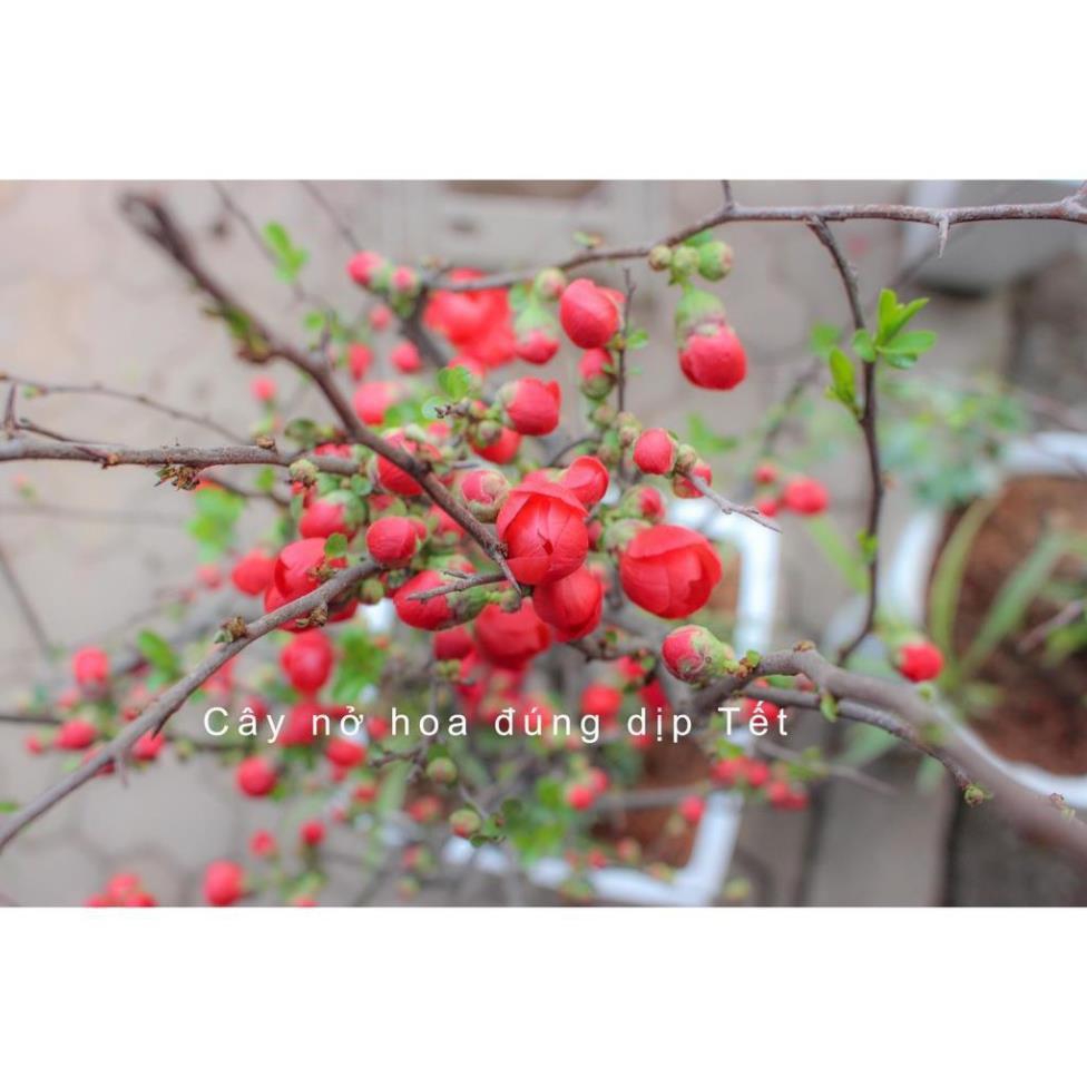 Cây Giống Hoa Mai Đỏ, Chơi Tết, Đem Lại Tài Lộc Cho Gia Chủ