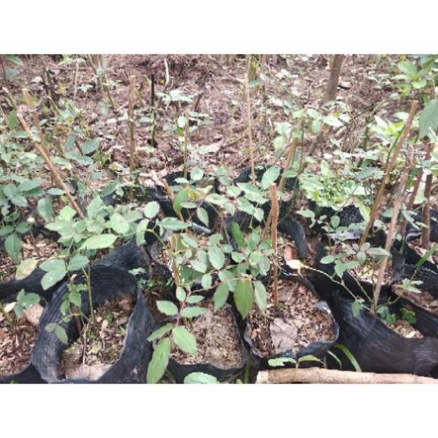 Cây Giống Cây giống hoa hồng bạch ho