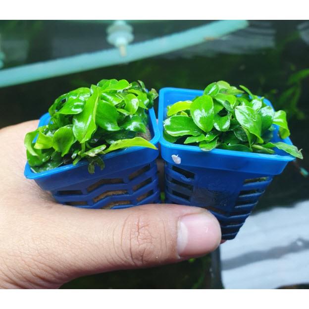 Cây Ráy Nana Lá Nhỏ