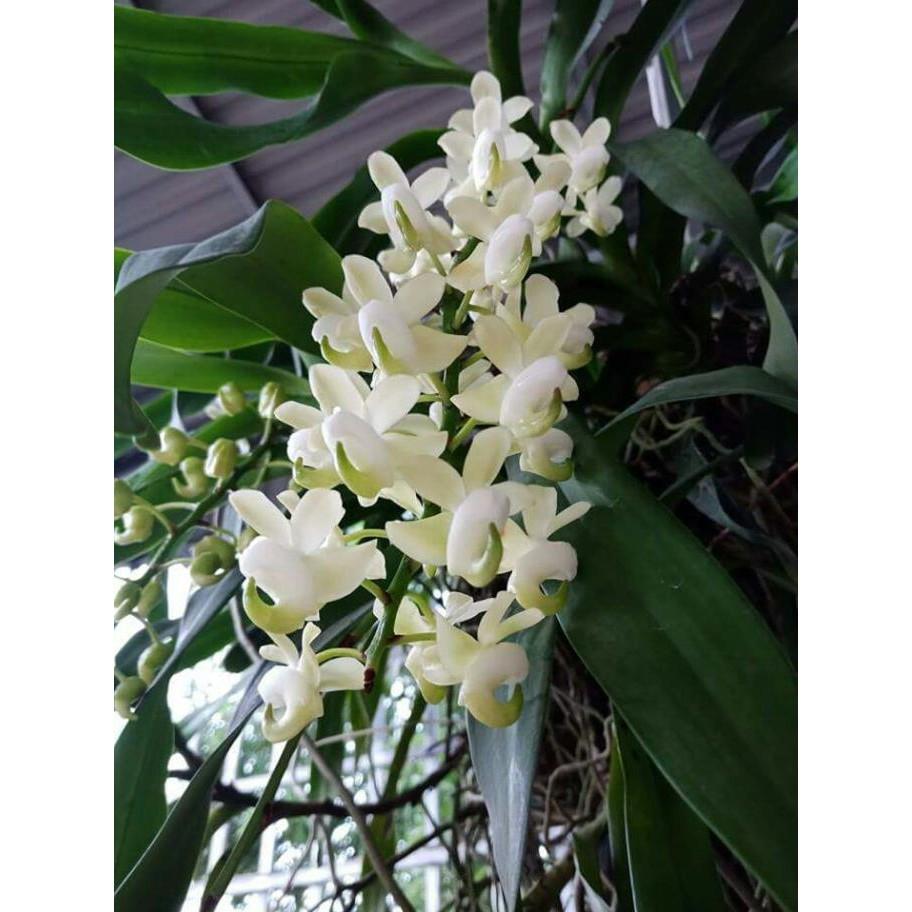 Hoa phong lan quế lan hương