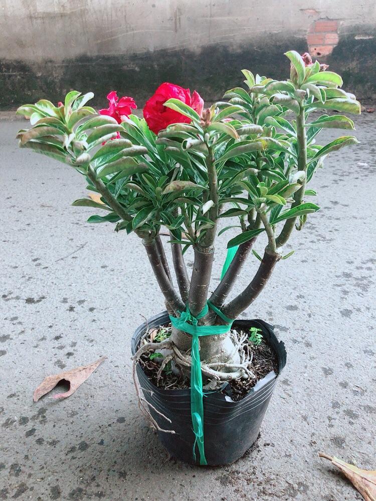 Cây Sứ Thái
