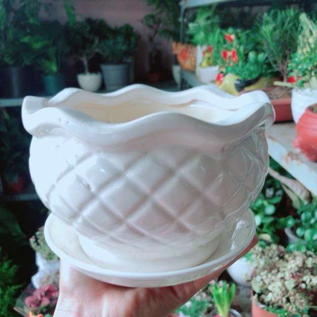 Chậu Trồng Cây