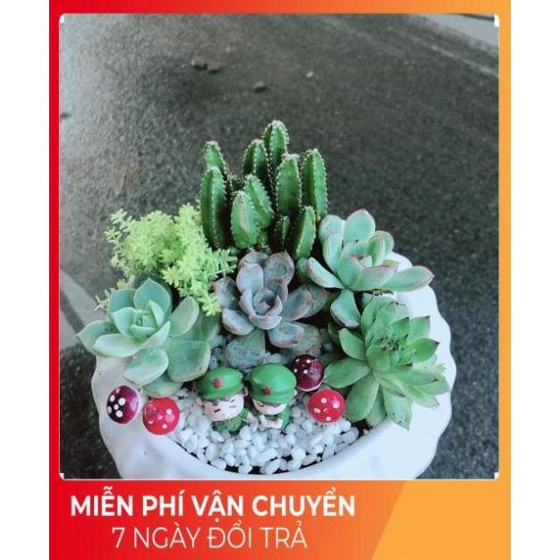 Chậu Sen Đá Tiểu Cảnh