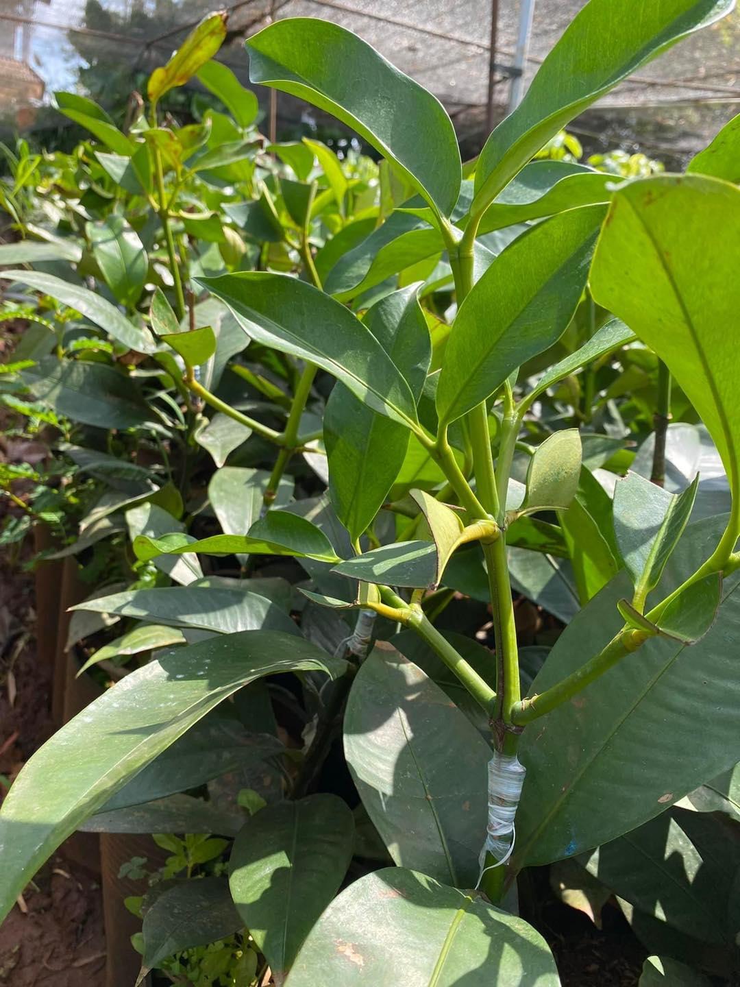 CÂY GIỐNG MĂNG CỤT THÁI LAN