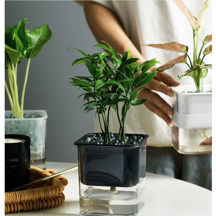 Chậu cây mini 2 lớp tự hút nước siêu tiện ích