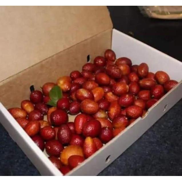 Sản phẩm CÂY GIỐNG CHANH ĐỎ